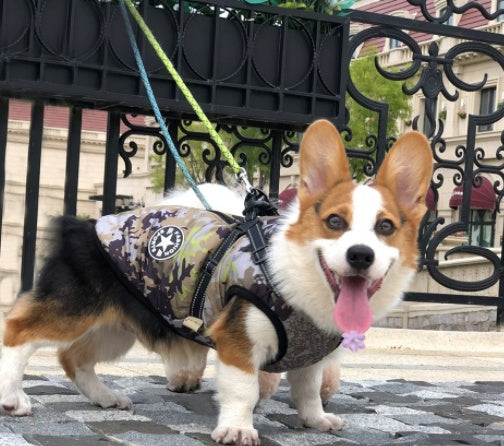 Waterproof Dog Coat – Warm Winter Dog Jacket with Adjustable Fit